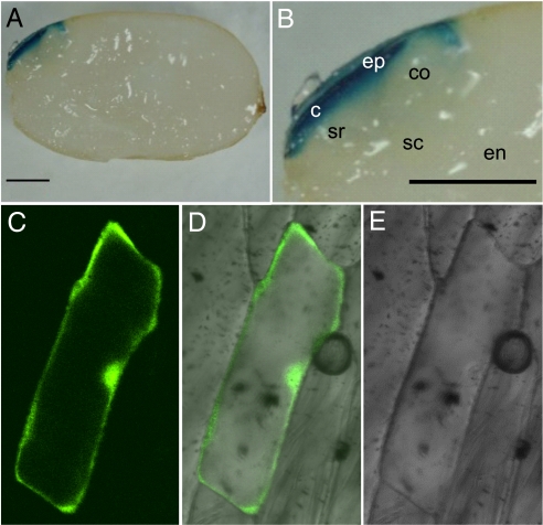 Fig. 6.