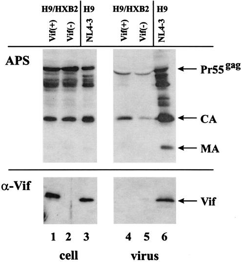 FIG. 1.