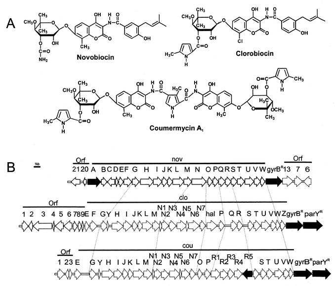 FIG. 1.