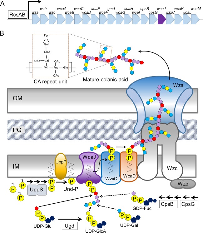 FIG 2