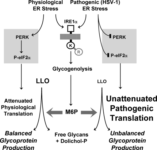 FIGURE 11: