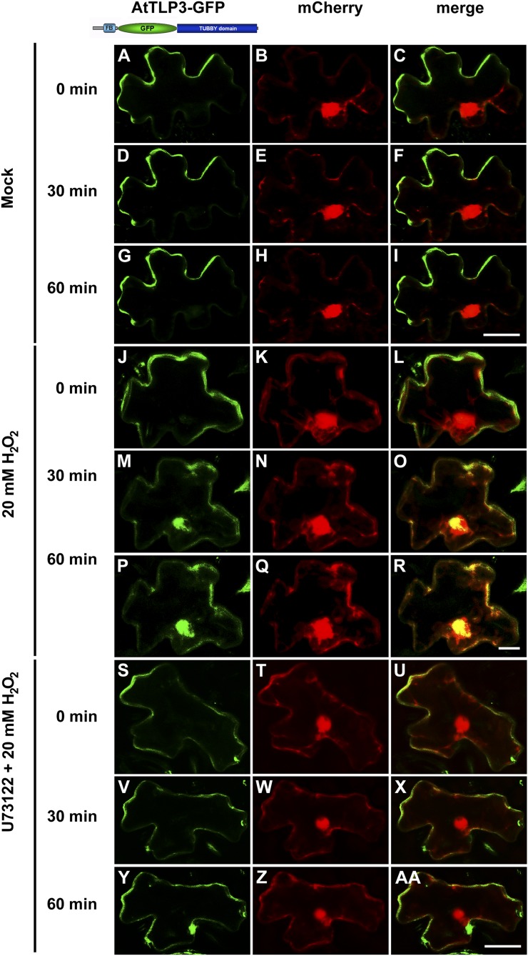 Figure 9.