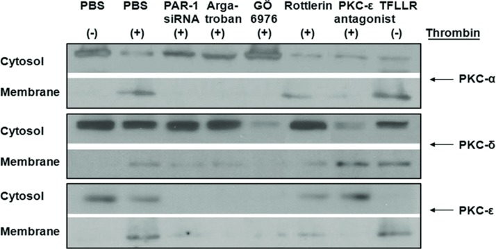 FIGURE 4 