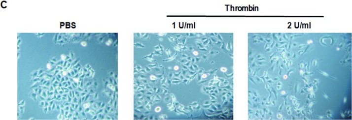 FIGURE 6 