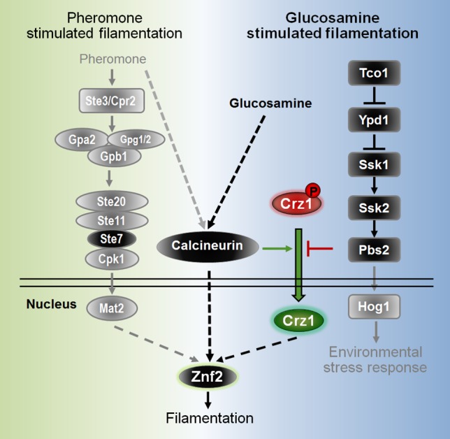 Fig 9