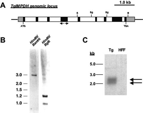 FIG. 1.