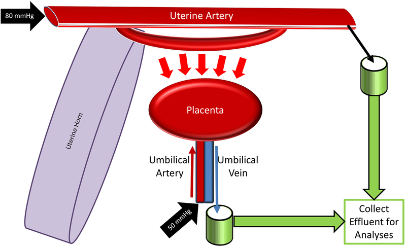 Figure 4: