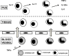 Fig 7