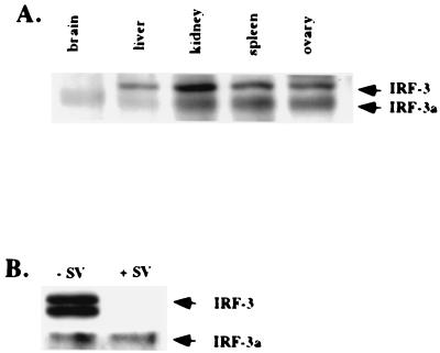 FIG. 5