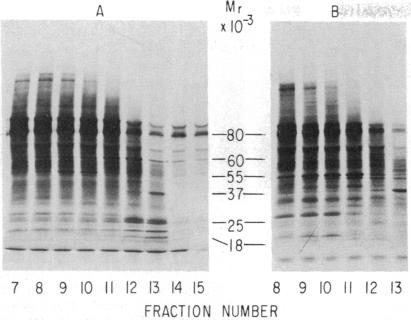 graphic file with name pnas00013-0372-a.jpg