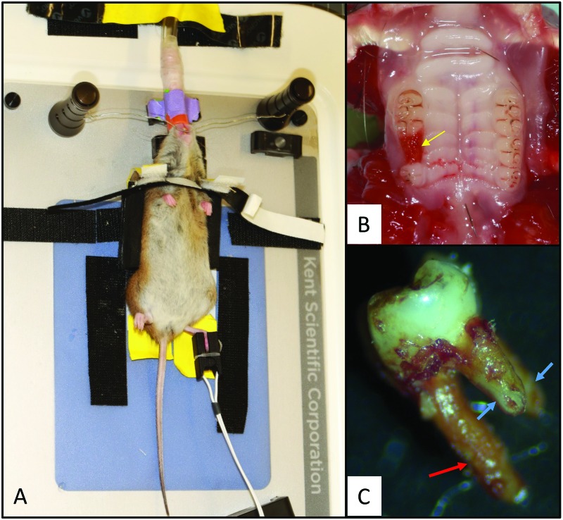 Figure 4.