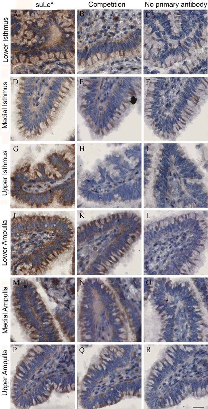 Figure 13.