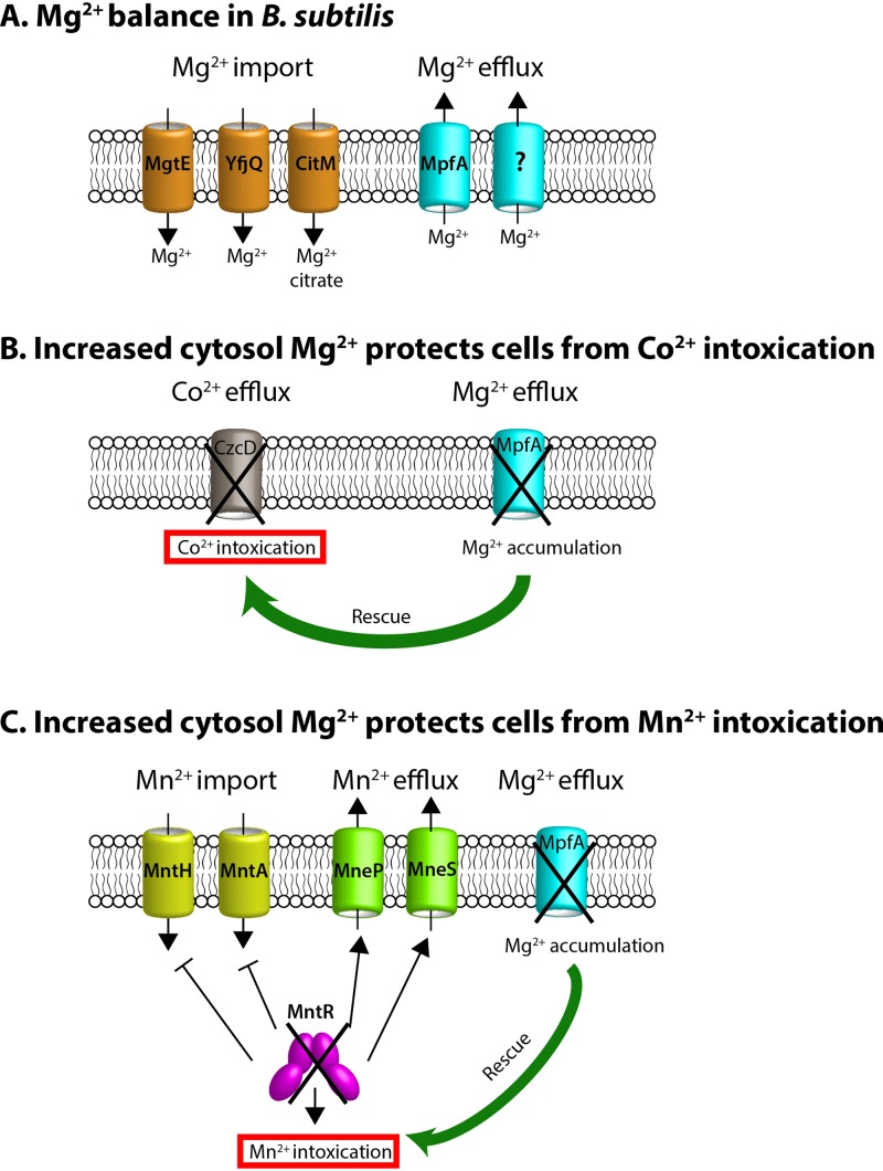 FIG 6