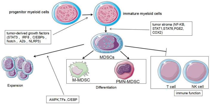 Figure 4