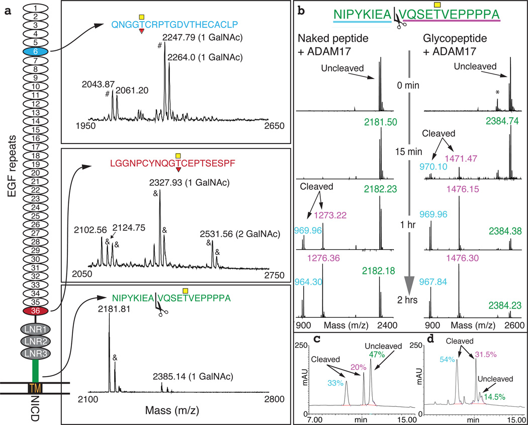 The Heterotaxy gene, GALNT11, glycosylates Notch to orchestrate cilia ...