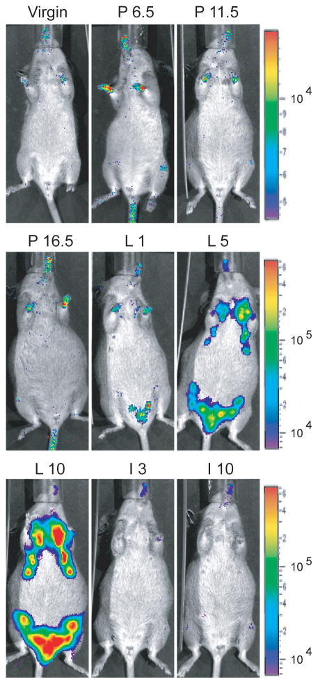 Fig. 4