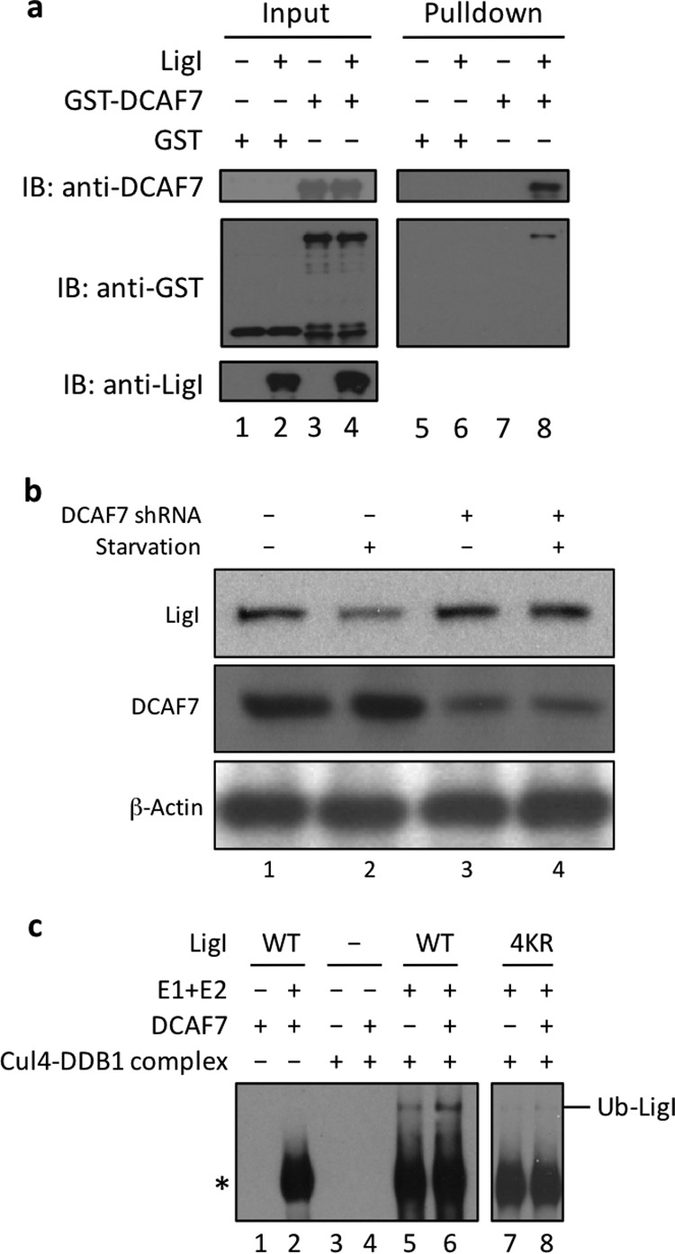 FIGURE 7.