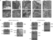 Figure 2—figure supplement 2.