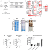 Figure 6—figure supplement 1.