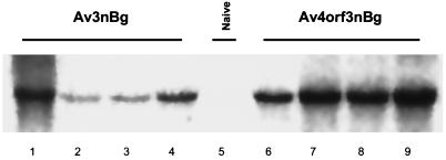 FIG. 6