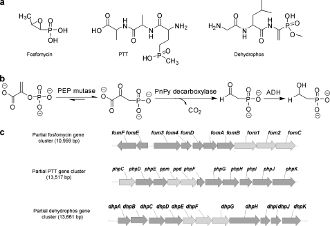 FIGURE 1.