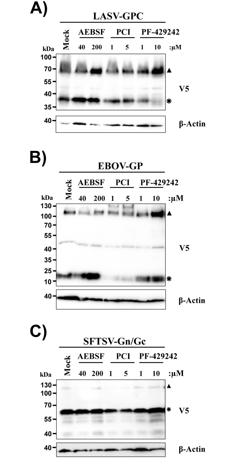 Fig 5