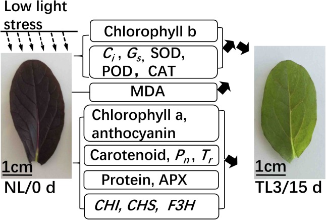 Fig 7