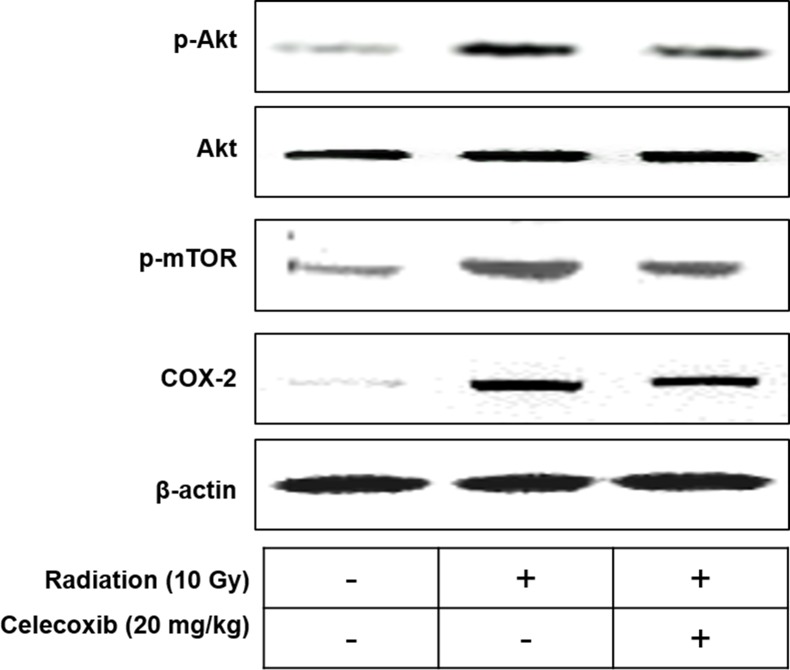 Fig 7