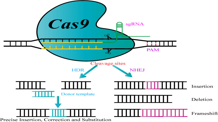 FIGURE 1