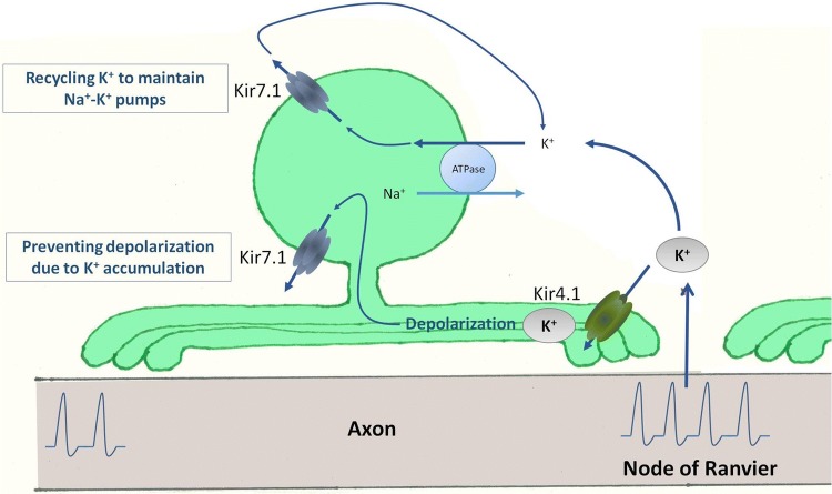 Fig. 5