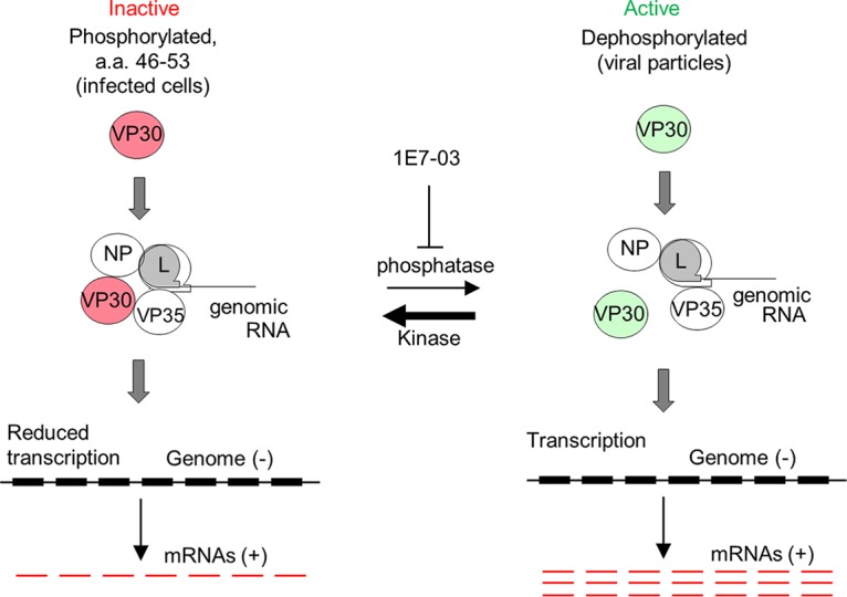 FIG 12