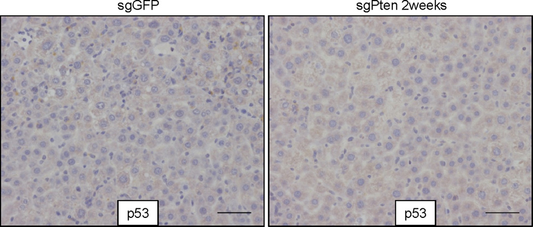 Extended Data Figure 5