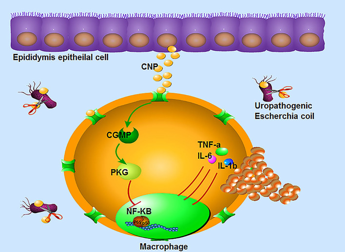 Figure 6