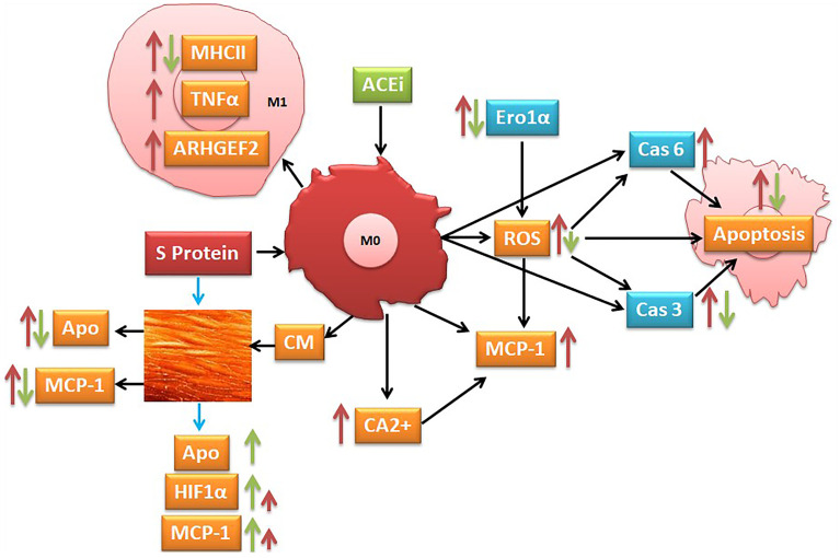 Graphical Abstract