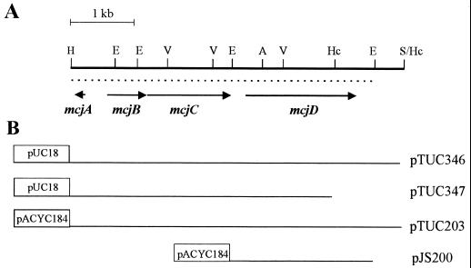 FIG. 1