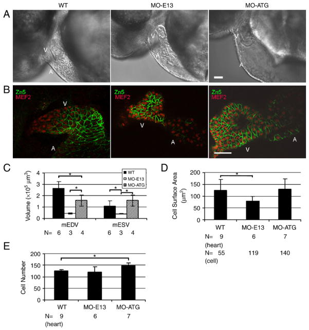 Fig. 7