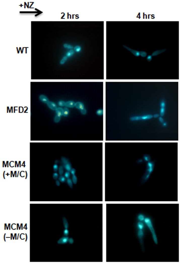 Figure 6