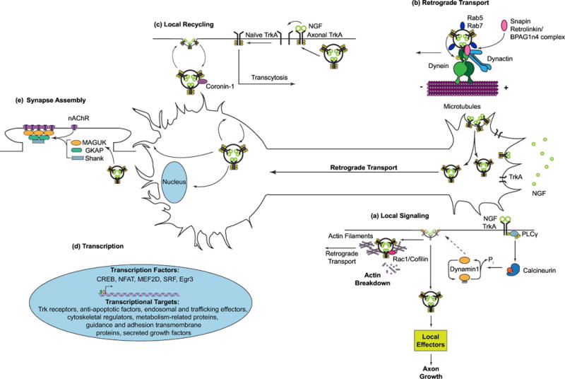 Mechanisms of Neurotrophin Trafficking via Trk Receptors - PMC