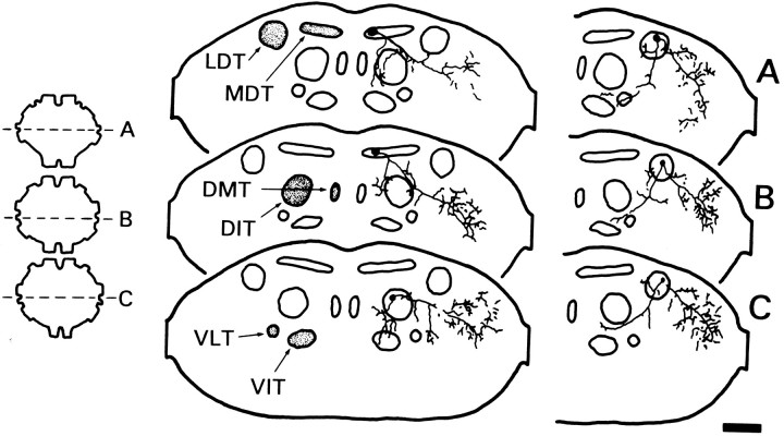 Fig. 10.