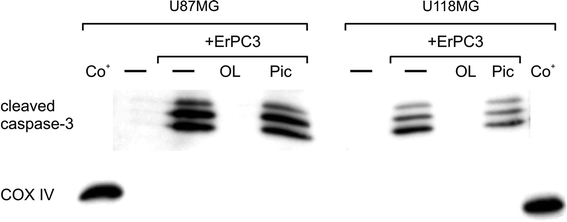 Fig. 10