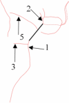 graphic file with name 41598_2023_38285_Figf_HTML.gif