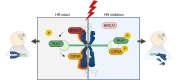 Graphical Abstract