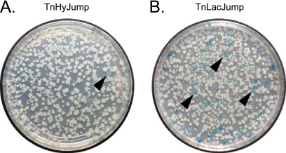 Fig 3