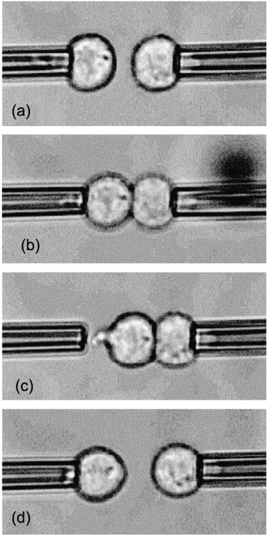 Fig. 15