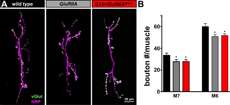 Figure 1—figure supplement 1.