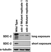 Figure 5—figure supplement 1.
