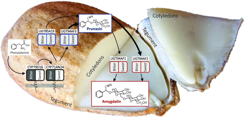 Figure 6.