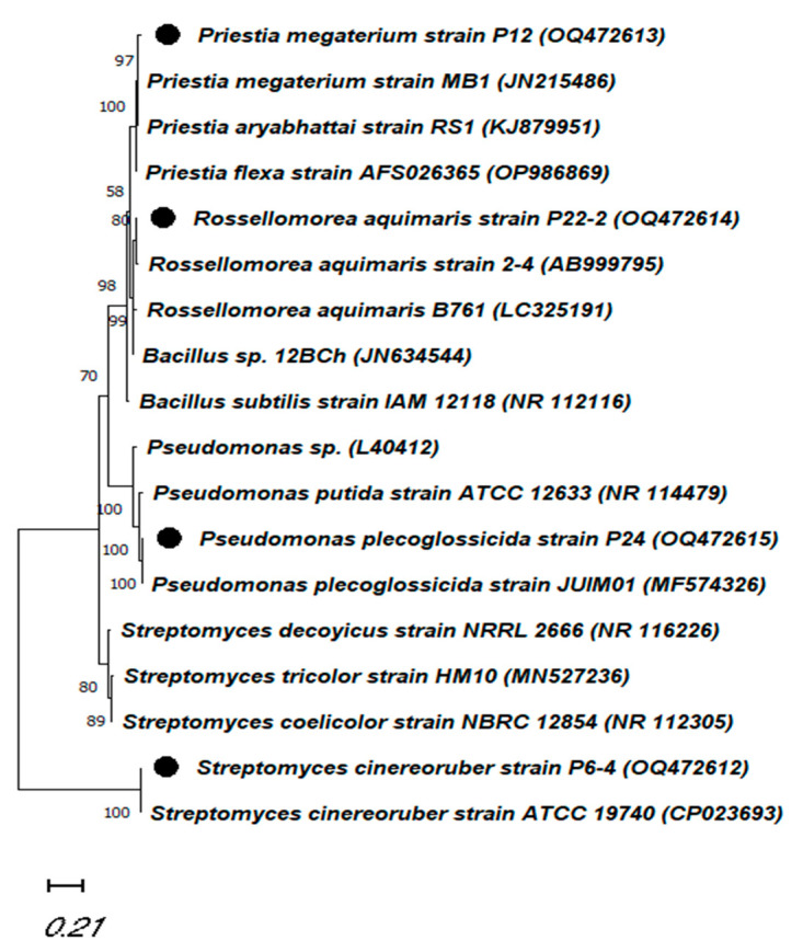 Figure 5