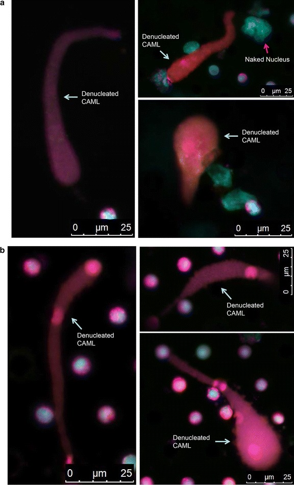 Fig. 4