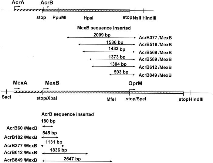 FIG. 1.